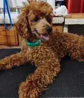 Charlie, a male Poodle - Toy  for sale in Portsmouth, OH – Photo 3 of 3