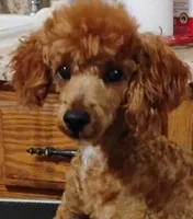 Charlie, a male Poodle - Toy  for sale in Portsmouth, OH – Photo 2 of 3