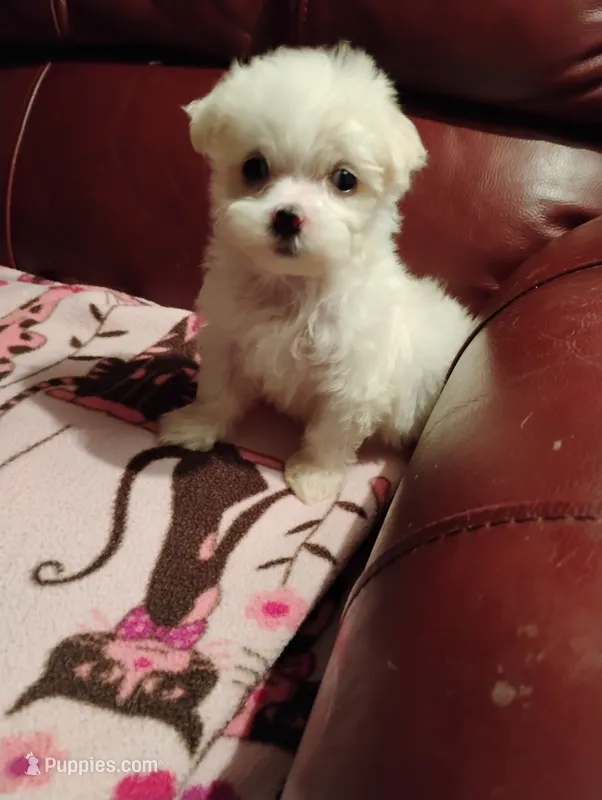 Maltese one – Maltese, Poodle - Toy  puppy for sale in Portsmouth, OH