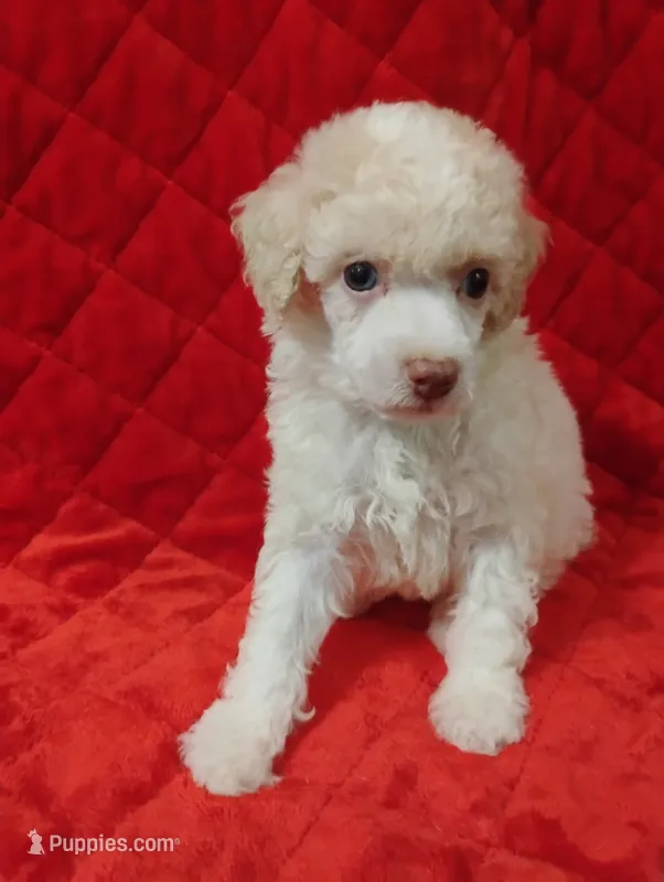 Poodle one – Poodle - Toy  puppy for sale in Portsmouth, OH