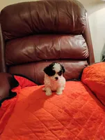 Maltipoo One, a female Maltipoo for sale in Portsmouth, OH – 2 of 4