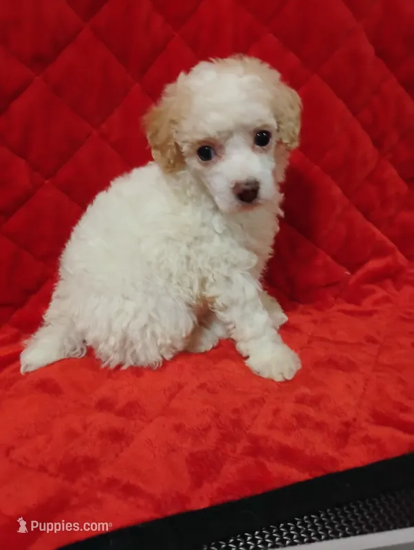 Poodle one – Poodle - Toy  puppy for sale in Portsmouth, OH