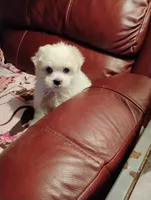 Maltese one, a female Maltese and Poodle - Toy  for sale in Portsmouth, OH – 2 of 2