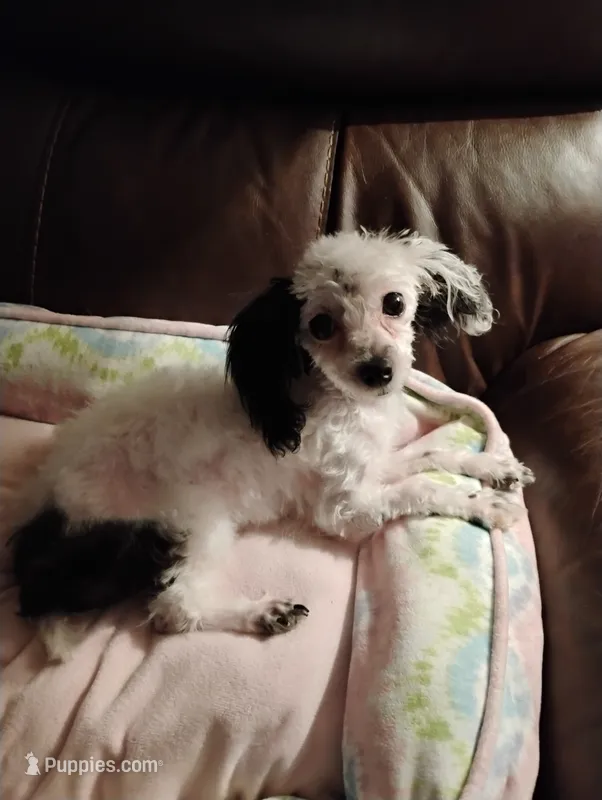 Blue – Yorkipoo puppy for sale in Portsmouth, OH