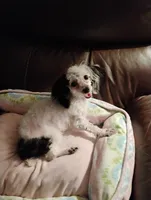 Blue, a female Yorkipoo for sale in Portsmouth, OH – 3 of 5