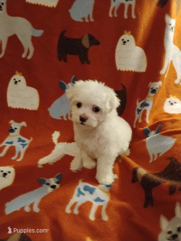 Puppy 2, a female Maltese for sale in Portsmouth, OH – Photo 1 of 2