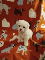 Puppy 2, a female Maltese for sale in Portsmouth, OH – Photo 1 of 2