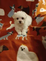 Puppy 2, a female Maltese for sale in Portsmouth, OH – Photo 2 of 2