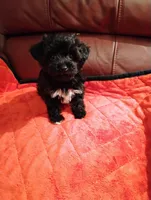 Yorkipoo 2, a female Yorkipoo for sale in Portsmouth, OH – 2 of 4