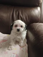 Blue, a female Yorkipoo for sale in Portsmouth, OH – 2 of 5