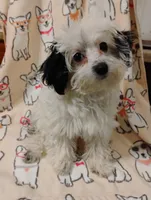 Blue, a female Yorkipoo for sale in Portsmouth, OH – 4 of 5