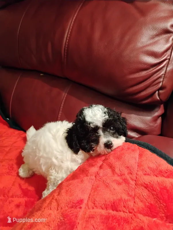 Maltipoo One – Maltipoo puppy for sale in Portsmouth, OH