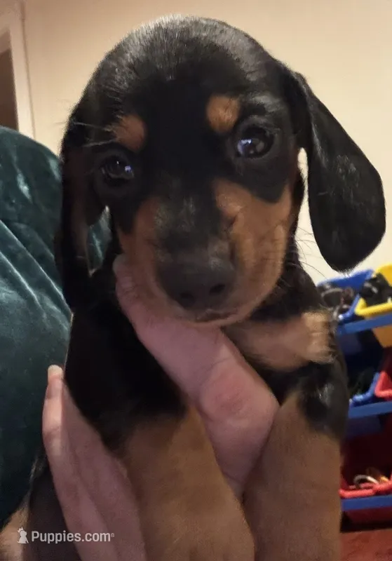 AKC Teddy – Miniature Dachshund puppy for sale in Panama City, FL