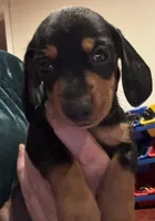 AKC Teddy, a male Miniature Dachshund for sale in Panama City, FL – 1 of 5