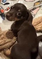 AKC Hershey, a female Miniature Dachshund for sale in Panama City, FL – 4 of 9