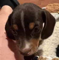 AKC Socks, a female Miniature Dachshund for sale in Panama City, FL – 2 of 10