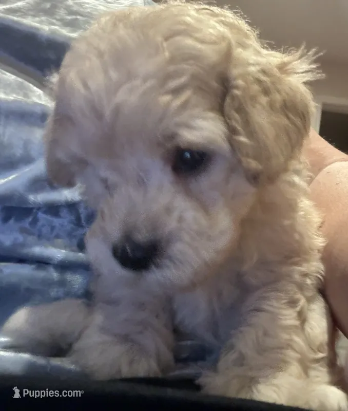 AKC Charlie – Poodle - Toy  puppy for sale in Panama City, FL