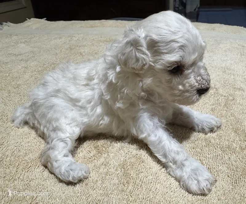 AKC Angel – Poodle - Toy  puppy on hold in Panama City, FL