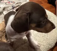 AKC Socks, a female Dachshund for sale in Panama City, FL – 3 of 10