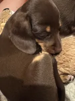 AKC Hershey, a female Miniature Dachshund for sale in Panama City, FL – 9 of 9