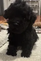 AKC Teddy, a male Poodle - Toy  for sale in Panama City, FL – 2 of 5