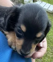 AKC Tinkerbelle, a female Miniature Dachshund for sale in Panama City, FL – Photo 7 of 9
