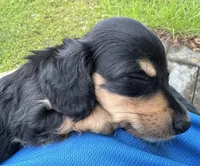 AKC Tinkerbelle, a female Miniature Dachshund for sale in Panama City, FL – Photo 8 of 9