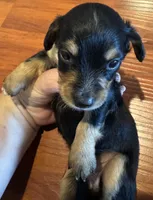 AKC Tinkerbelle, a female Miniature Dachshund for sale in Panama City, FL – Photo 5 of 9