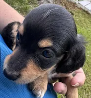 AKC Tinkerbelle, a female Miniature Dachshund for sale in Panama City, FL – Photo 4 of 9