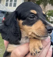 AKC Tinkerbelle, a female Miniature Dachshund for sale in Panama City, FL – Photo 9 of 9