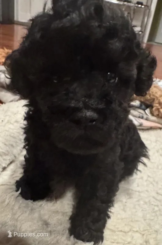 AKC Teddy – Poodle - Toy  puppy for sale in Panama City, FL