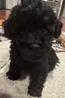 AKC Teddy, a male Poodle - Toy  for sale in Panama City, FL – 1 of 5