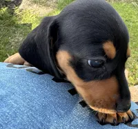 AKC Bailey, a male Dachshund for sale in Panama City, FL – Photo 4 of 5