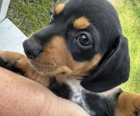 AKC Bailey, a male Dachshund for sale in Panama City, FL – Photo 1 of 5