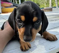 AKC Bailey, a male Dachshund for sale in Panama City, FL – Photo 2 of 5
