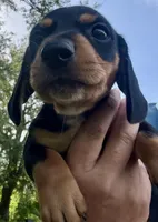 AKC Bailey, a male Dachshund for sale in Panama City, FL – Photo 3 of 5