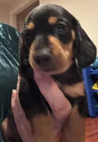 AKC Teddy, a male Miniature Dachshund for sale in Panama City, FL – 5 of 5