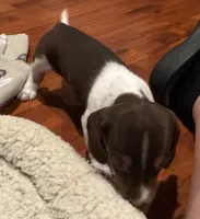 AKC Socks, a female Dachshund for sale in Panama City, FL – 2 of 10