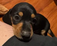 AKC Teddy, a male Dachshund for sale in Panama City, FL – 5 of 5