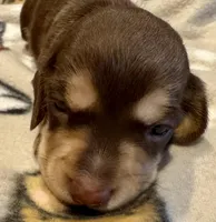 AKC Hashtag, a male Miniature Dachshund for sale in Panama City, FL – Photo 5 of 8