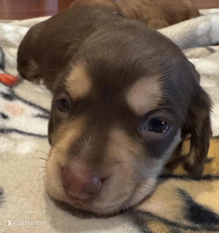 AKC Hashtag – Miniature Dachshund puppy for sale in Panama City, FL