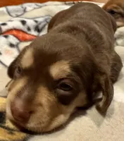 AKC Hashtag, a male Miniature Dachshund for sale in Panama City, FL – Photo 2 of 8