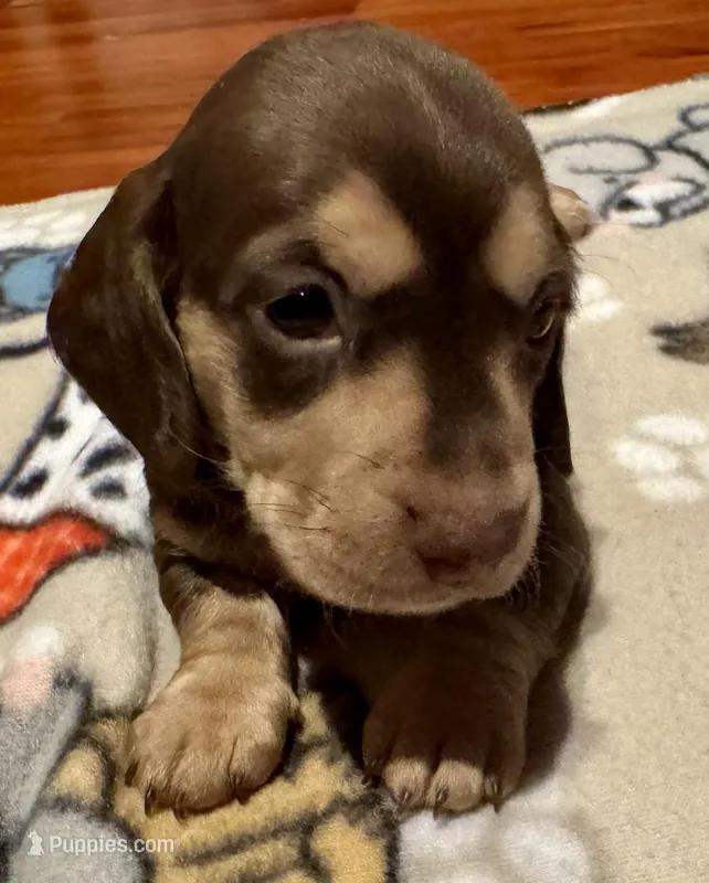 AKC Hashtag – Miniature Dachshund puppy for sale in Panama City, FL