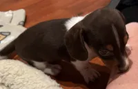 AKC Socks, a female Dachshund for sale in Panama City, FL – 4 of 10