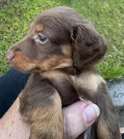 AKC Bella, a female Miniature Dachshund for sale in Panama City, FL – Photo 5 of 6