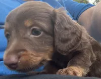 AKC Bella, a female Miniature Dachshund for sale in Panama City, FL – Photo 4 of 6