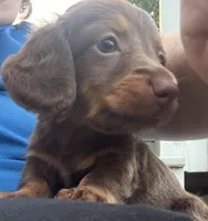AKC Bella, a female Miniature Dachshund for sale in Panama City, FL – Photo 6 of 6