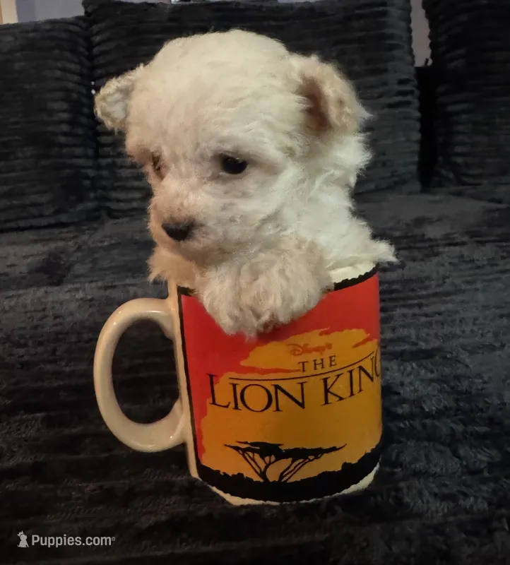AKC Tiny – Poodle - Toy  puppy for sale in Panama City, FL