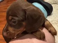 AKC Bella, a female Miniature Dachshund for sale in Panama City, FL – 5 of 7