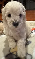 AKC Milo, a male Poodle - Toy  for sale in Panama City, FL – 3 of 3